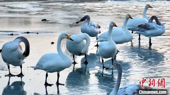 成群天鹅在开都河冰面上嬉戏。年磊 摄