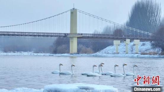 成群天鹅在开都河边悠然散步，与远处大桥构成一幅美丽画卷。年磊 摄