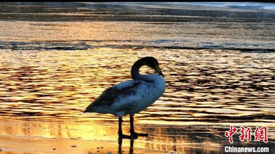 夕阳下，河面波光粼粼，天鹅在梳理自己羽毛。年磊 摄